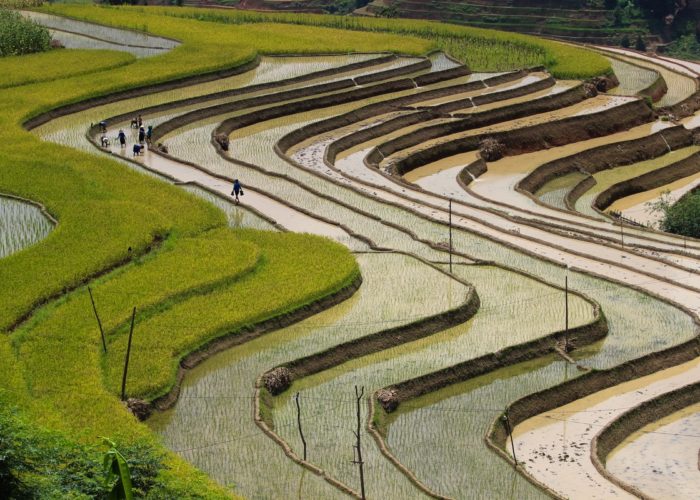 les rizières du Vietnam - circuit