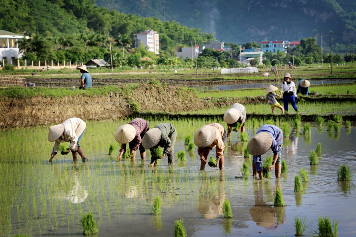 Paysans qui plantent du riz