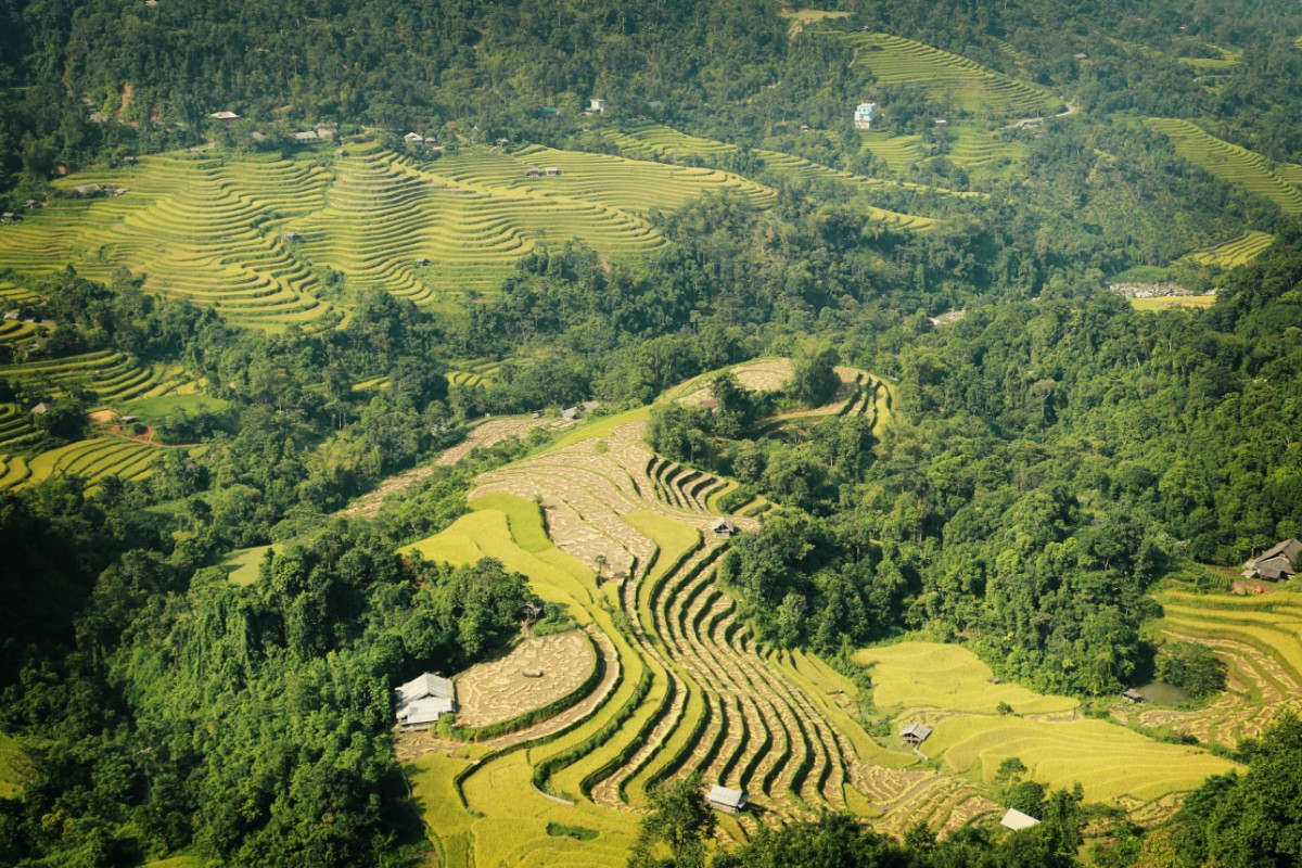 Vue aérienne des rizières