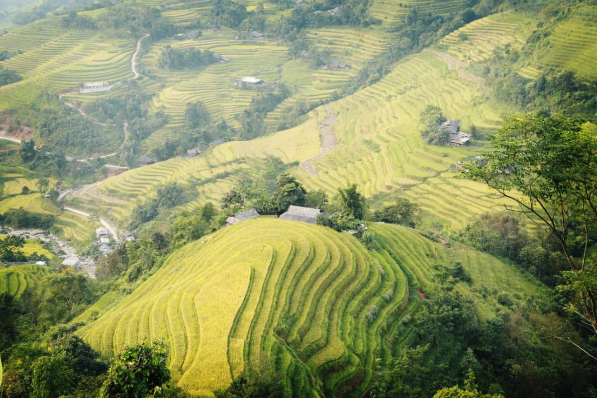 Vue aérienne d'une rizière au Vietnam