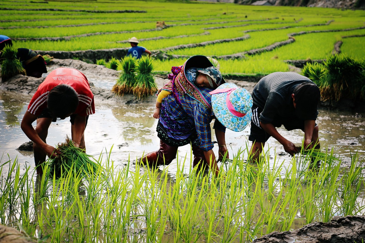 culture de riz à Sapa - Joue la comme Viet