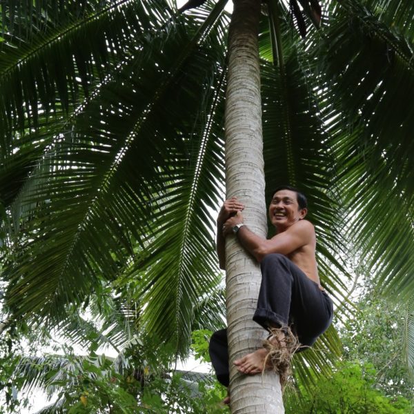 Homme grimpant à un cocotier
