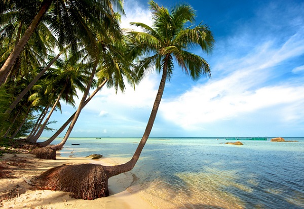 Palmiers sur une plage à Phu Quoc