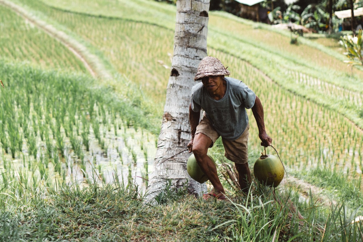 Cultivateur de noix de coco