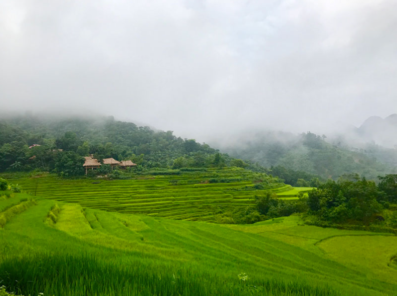 Bac Ha riziere